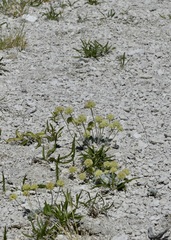 Eriogonum argophyllum