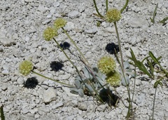Eriogonum argophyllum
