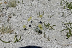 Eriogonum argophyllum
