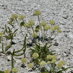 Eriogonum argophyllum