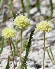 Eriogonum argophyllum