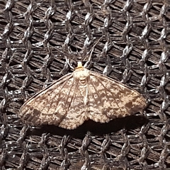 Melanolophiini