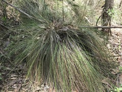 Muhlenbergia macroura
