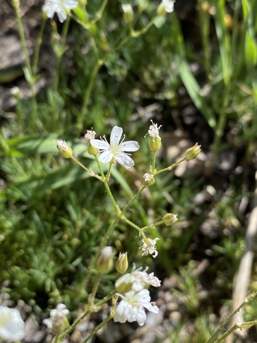 Image of Prickly Sandwort (Eremogone aculeata) by (c) Matt Berger, some rights reserved (CC BY)