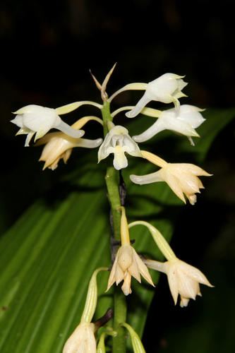 Calanthe hololeuca