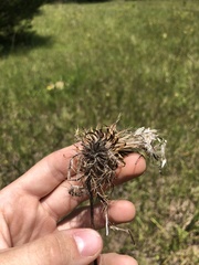 Cirsium horridulum vittatum
