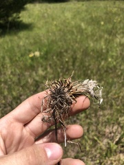 Cirsium horridulum vittatum