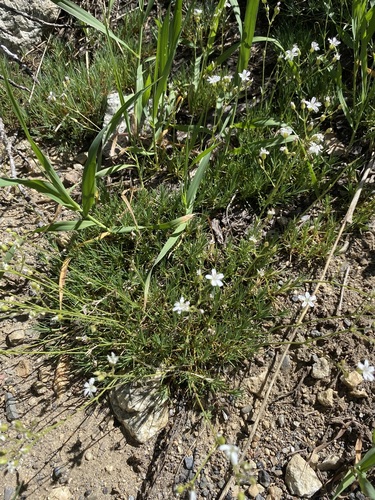 Image of prickly sandwort by (c) Matt Berger, some rights reserved (CC BY)