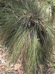 Muhlenbergia macroura