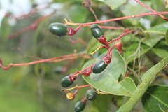 Aiouea montana