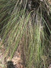 Muhlenbergia macroura