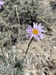 Erigeron argentatus