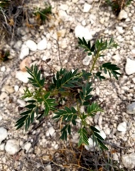 Senna orcuttii