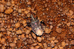 Polycarmes punctatissimus