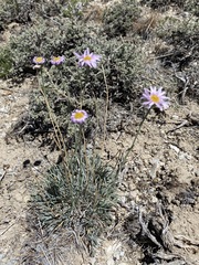 Erigeron argentatus