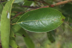 Aiouea montana