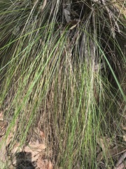 Muhlenbergia macroura