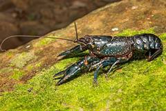 Euastacus valentulus