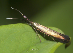 Coleophora deauratella