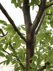Fraxinus pennsylvanica subintegerrima