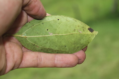 Aiouea montana