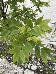 Fraxinus pennsylvanica subintegerrima