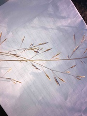 Deschampsia danthonioides