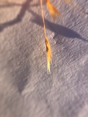 Deschampsia danthonioides