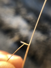 Deschampsia danthonioides