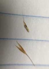 Deschampsia danthonioides