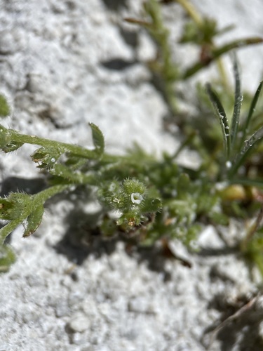 Image of Plagiobothrys leptocladus by (c) Matt Berger, some rights reserved (CC BY)