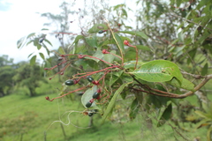 Aiouea montana