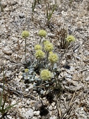 Eriogonum argophyllum