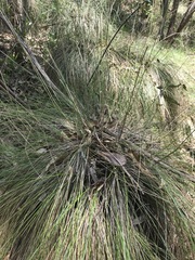 Muhlenbergia macroura