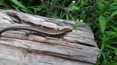 Eutropis multifasciata