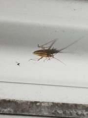 Hippopsis lemniscata