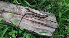 Eutropis multifasciata