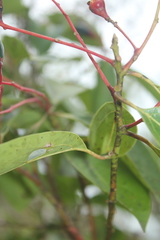 Aiouea montana