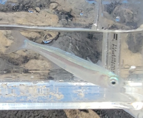 Hawaiian silverside (Atherinomorus insularum) — Atherinidae — 4