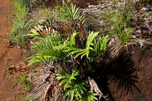 Parablechnum confusum observed 2011-06-28