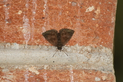 Pellicia