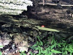 Crepidotus cinnabarinus