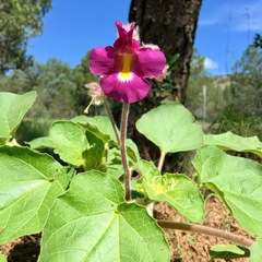 Proboscidea fragrans