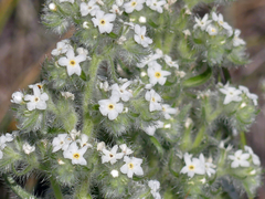 Oreocarya thyrsiflora