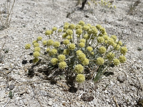 Sulphur Hot Springs buckwheat (Eriogonum argophyllum)