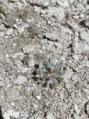 Eriogonum argophyllum