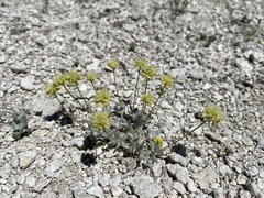 Eriogonum argophyllum