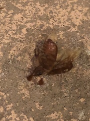 Polyphylla variolosa