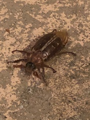 Polyphylla variolosa