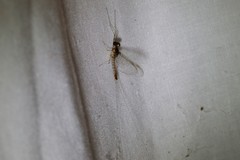 Maccaffertium pulchellum